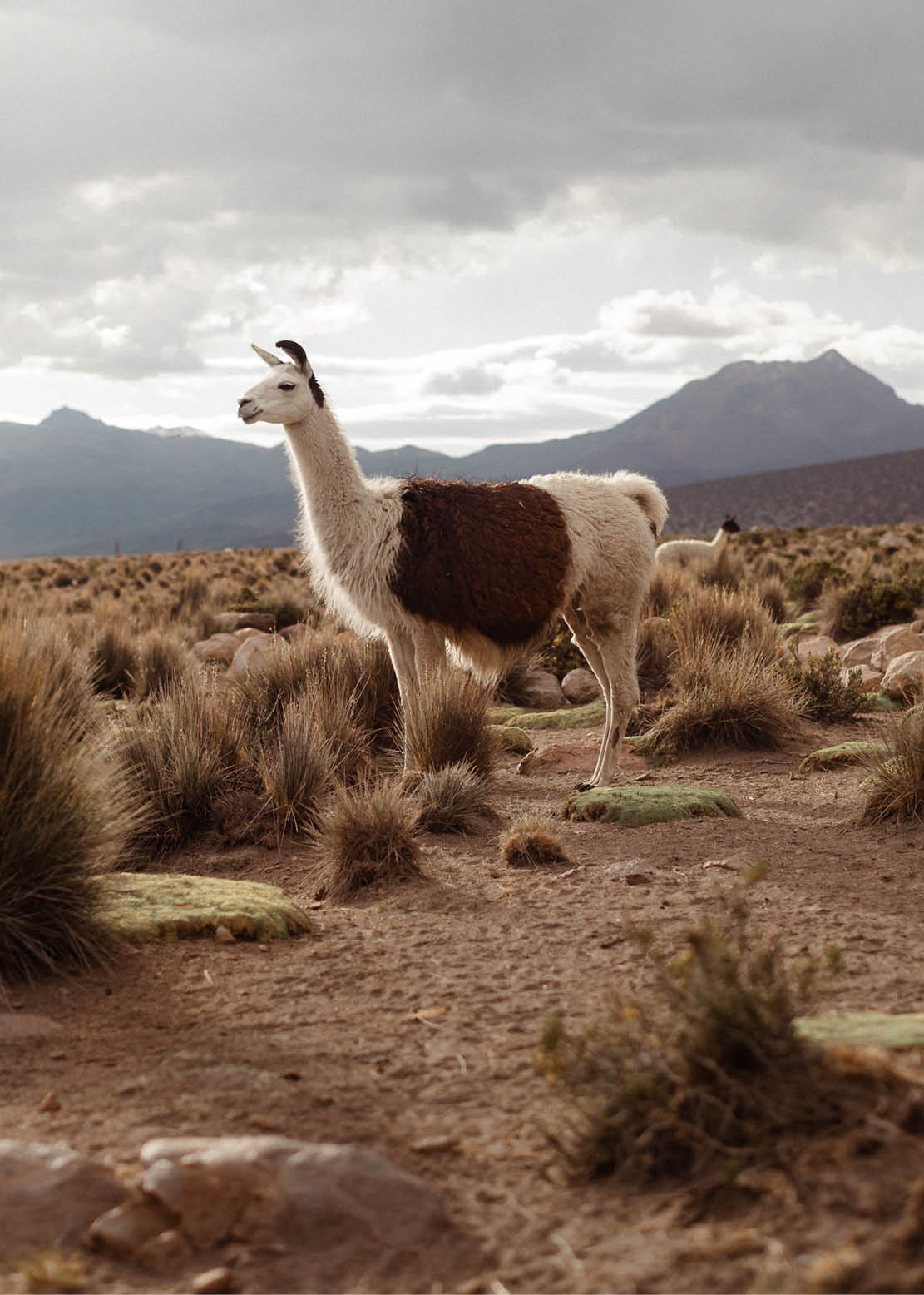 Helen classic clutch | Mix Mint Blue/Albicant